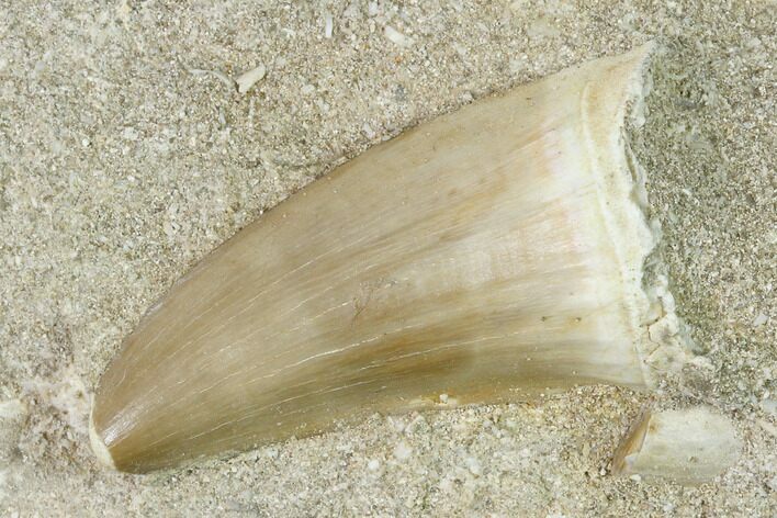 Mosasaur (Mosasaurus) Tooth In Rock - Morocco #143732